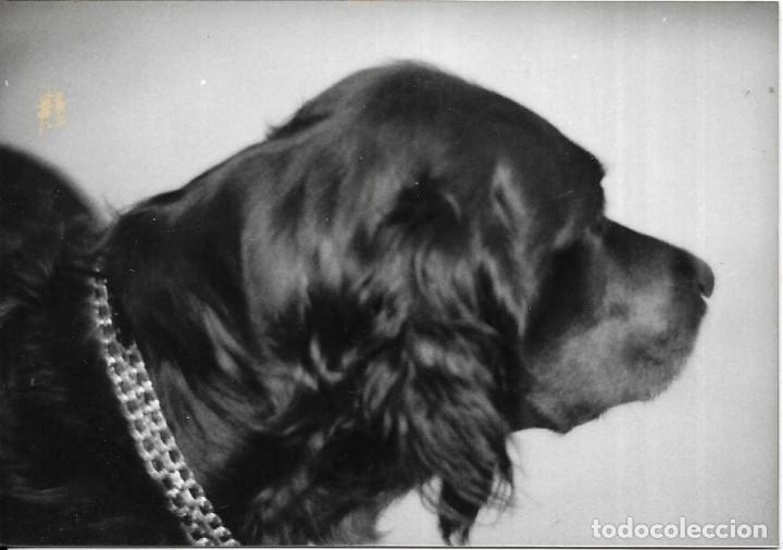 Antique Photography: :::: RR74 - FOTOGRAFIA - PERRITO