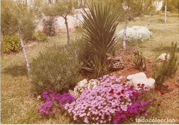 Alte Fotografie: == RR488 - FOTOGRAFIA - PAISAJE - JARDIN