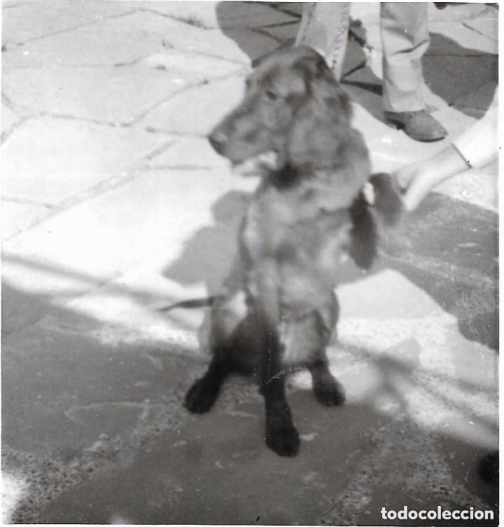 Alte Fotografie: == BB680 - FOTOGRAFIA - PERRITO