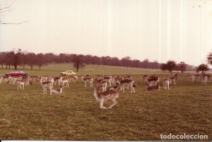 Alte Fotografie: == RR565 - FOTOGRAFIA - ANIMALES EN UN PARQUE