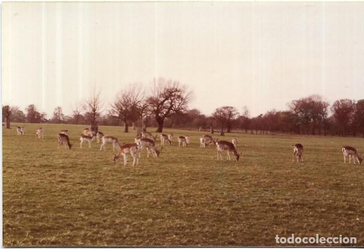 Alte Fotografie: == RR568 - FOTOGRAFIA - ANIMALES EN UN PARQUE