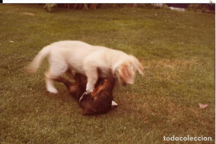 Photographie ancienne: == R784 - FOTOGRAFIA - DOS PERRITOS JUGANDO