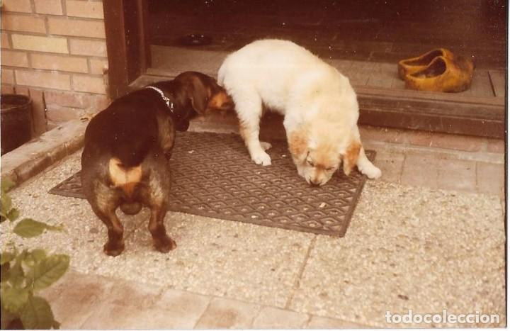 Photographie ancienne: == R786 - FOTOGRAFIA - DOS PERRITOS