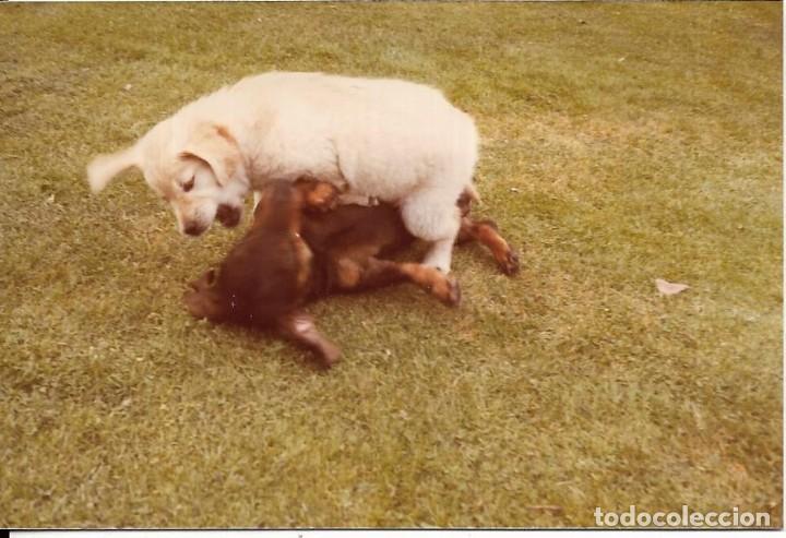 Photographie ancienne: == R791 - FOTOGRAFIA - DOS PERRITOS JUGANDO