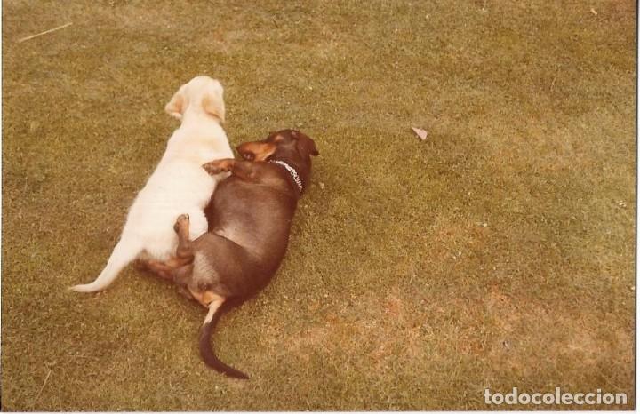 Photographie ancienne: == R792 - FOTOGRAFIA - DOS PERRITOS JUGANDO