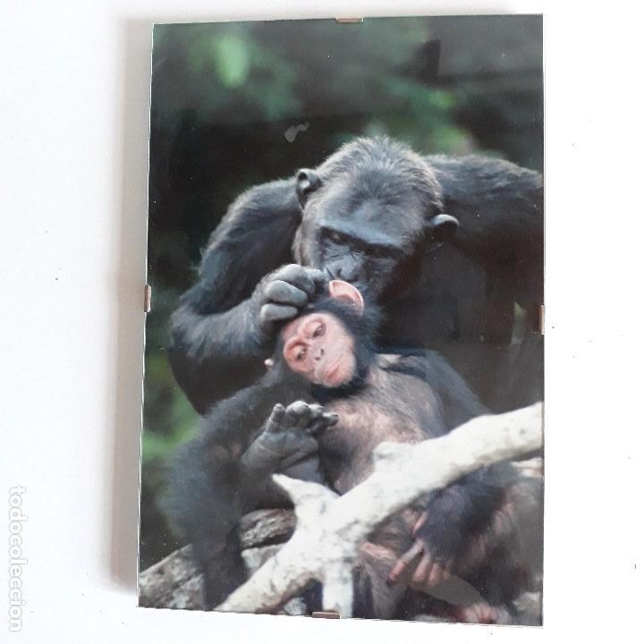 Fotograf&iacute;a antigua: Fotografia de chimpances en papel Fuji.30 x 20 cm