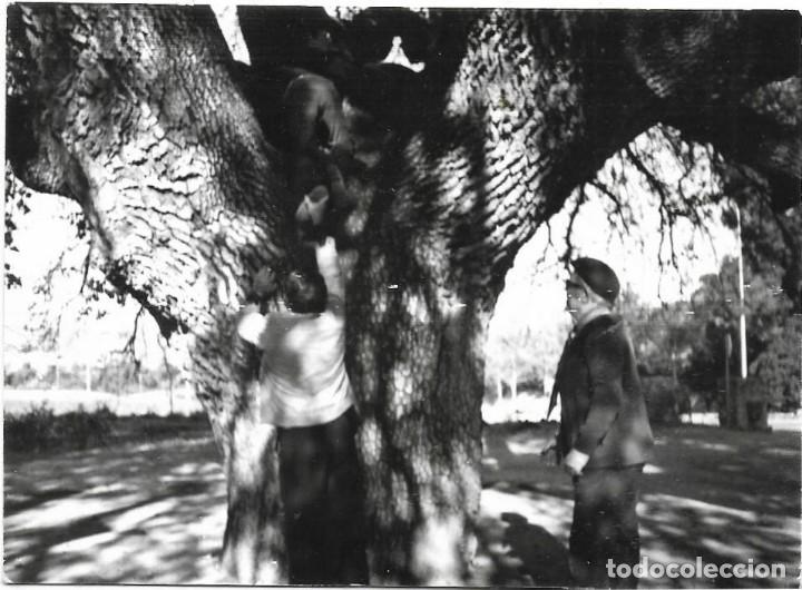 Fotograf&iacute;a antigua: == FA357 - FOTOGRAF&Iacute;A - HOMBRE SUBIENDO A UN &Aacute;RBOL