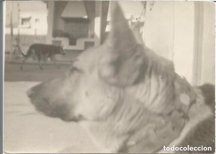 Fotograf&iacute;a antigua: :::: B83 - FOTOGRAFIA - BONITO PERRO