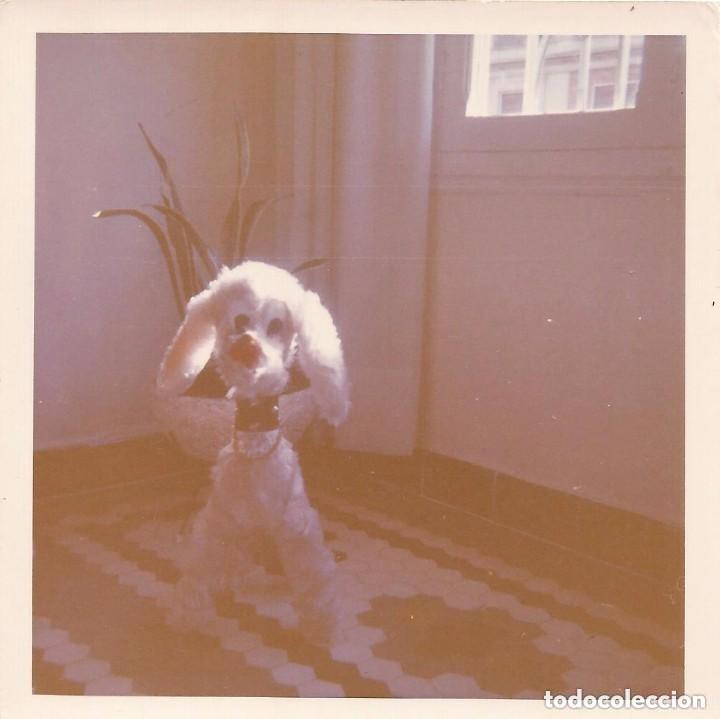 Alte Fotografie: == B128 - FOTOGRAFIA - PERRITO DE PELUCHE