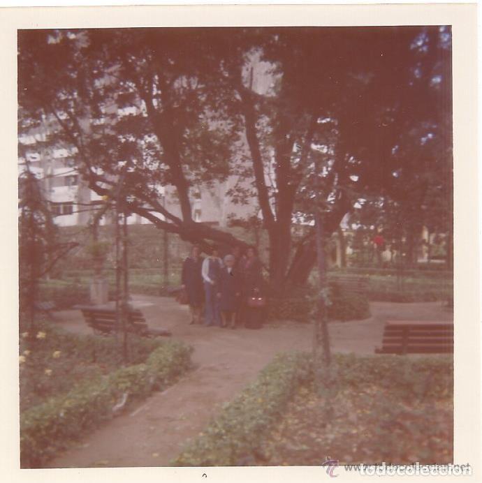 Alte Fotografie: :::: B189 - FOTOGRAFIA - GRUPO DE AMIGOS DEBAJO DE UN ARBOL