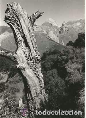 Antique Photography: == B274 - FOTOGRAFIA - PAISAJE