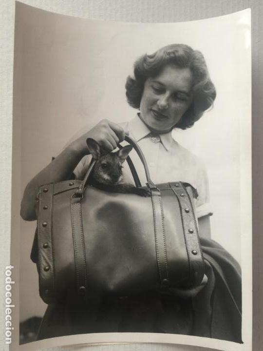 Fotograf&iacute;a antigua: FOTO KEYSTONE ORIGINAL. NUEVAS MALETAS DISE&Ntilde;ADAS PARA ANIMALES. A&Ntilde;OS 60.