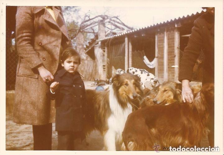 Fotograf&iacute;a antigua: :::: C54 - FOTOGRAFIA - NI&Ntilde;ITO CON VARIOS PERROS