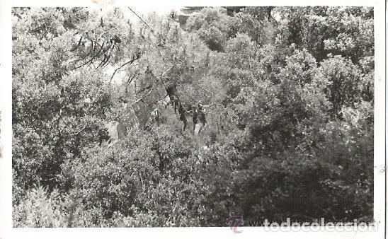 Fotograf&iacute;a antigua: :::: C55 - FOTOGRAFIA - GENTE EN EL MONTE