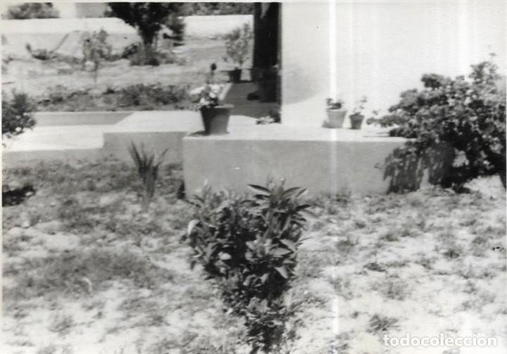 Fotografia antiga: ==NA604 - FOTOGRAF&Iacute;A - UNA PLANTA EN UN JARD&Iacute;N