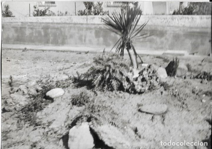 Alte Fotografie: ==NA610 - FOTOGRAF&Iacute;A - PLANTA EN UN JARDIN - AL FONDO UNA PISCINA