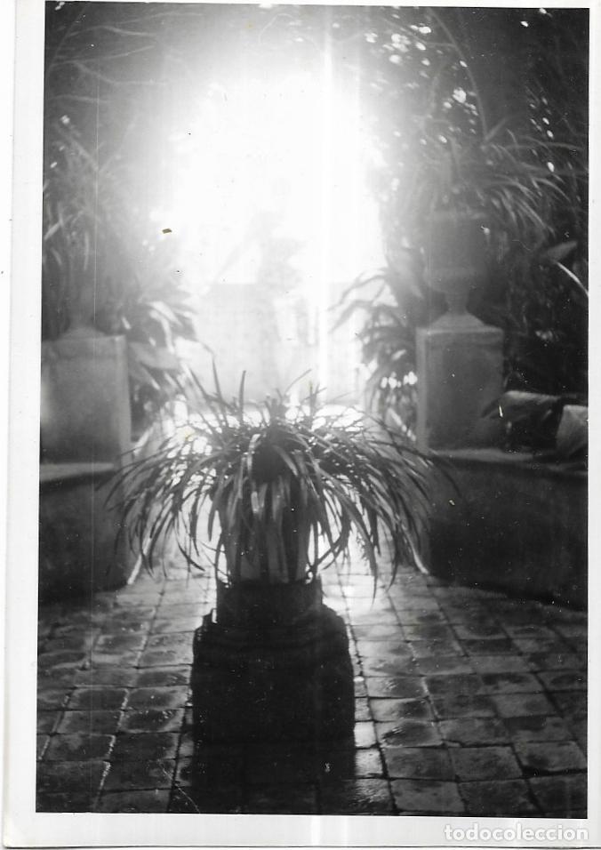 Alte Fotografie: == NA670 - FOTOGRAFIA - FOTO DE UNA PLANTA Y AL FONDO UNA JOVEN