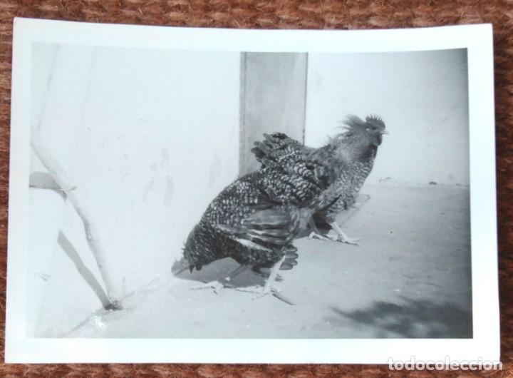 Fotograf&iacute;a antigua: GALLO Y GALLINA - Foto 1