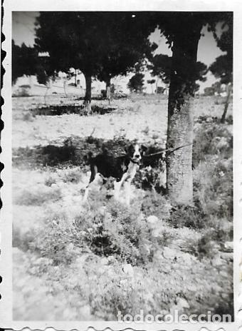 Photographie ancienne: == D154 - FOTOGRAFIA PEQUE&Ntilde;O FORMATO - PERRITO JUNTO A UN ARBOL