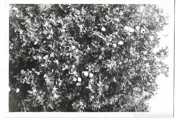 Fotograf&iacute;a antigua: == E234 - FOTOGRAFIA - PAISAJE - NARANJOS