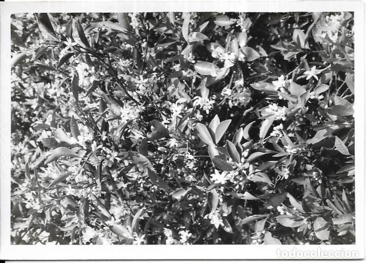 Fotograf&iacute;a antigua: == E239 - FOTOGRAFIA - PAISAJE - NARANJO