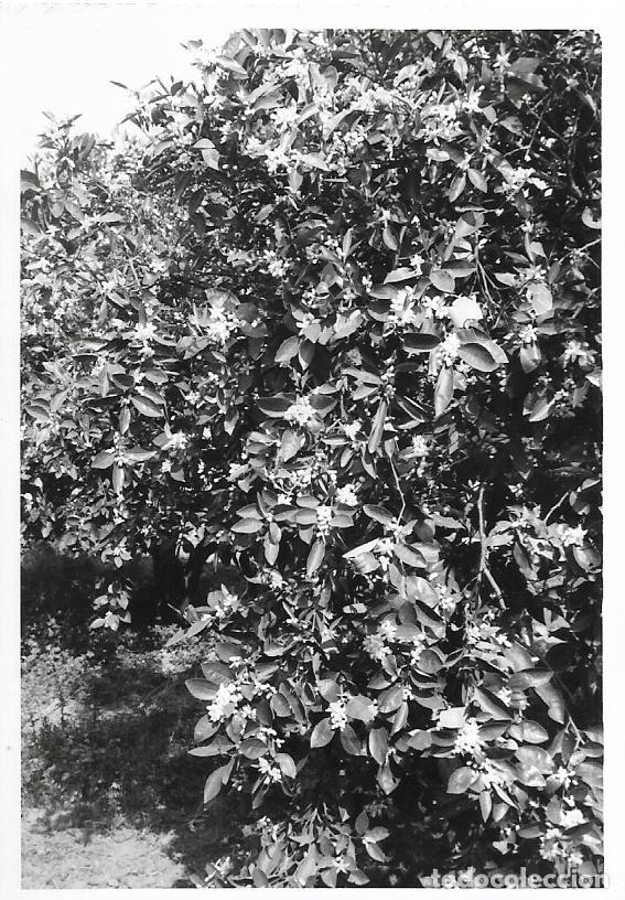 Antique Photography: == E263 - FOTOGRAFIA - PAISAJE -. NARANJO