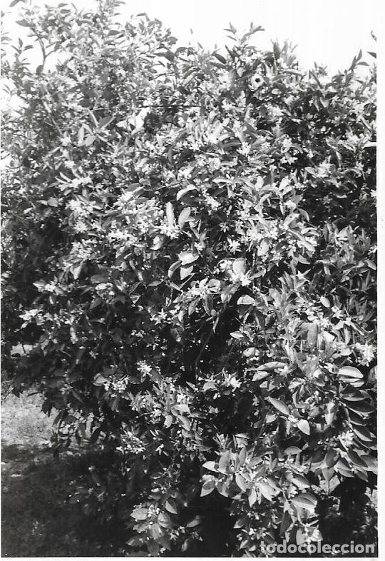 Photographie ancienne: == E287 - FOTOGRAFIA - PAISAJE - NARANJO