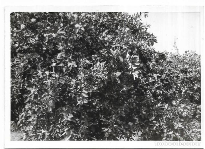 Photographie ancienne: == E298 - FOTOGRAFIA - PAISAJE - NARANJOS