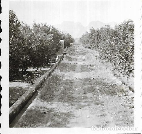 Photographie ancienne: == J338 - FOTOGRAFIA - PAISAJE - CAMINO ENTRE NARANJOS