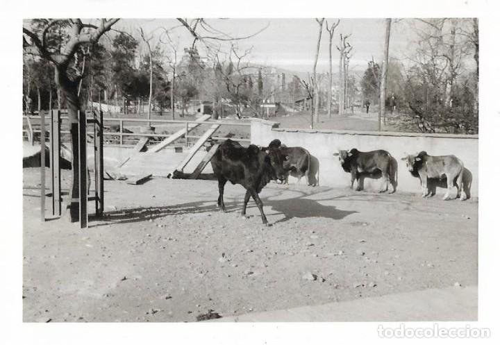 Fotografia antiga: *** CU158 - FOTOGRAFIA - PAISAJE - TOROS EN UN CERCADO