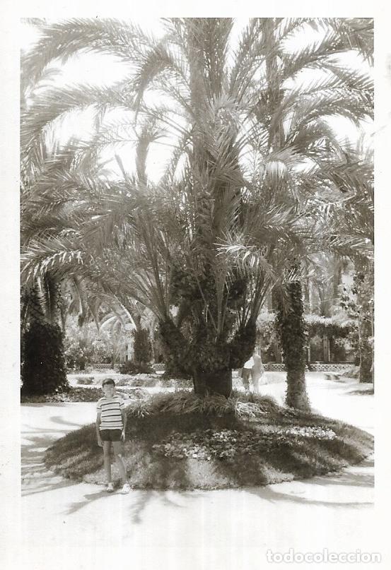 Fotografia antiga: == CU531 - FOTOGRAFIA - NI&Ntilde;O JUNTO A UNA GRAN PALMERA