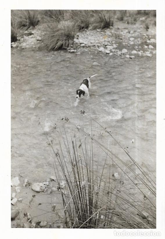 Fotografia antiga: == CU532 - FOTOGRAFIA - PERRITO ANDANDO POR EL RIO TUEJAR