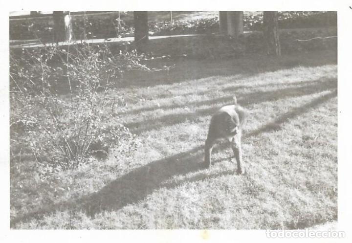 Fotografia antiga: == CU559 - FOTOGRAFIA - PERRITO