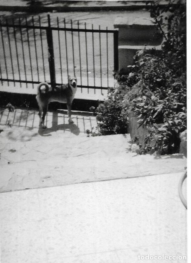 Fotograf&iacute;a antigua: :::: NA74 - FOTOGRAFIA - PERRITO
