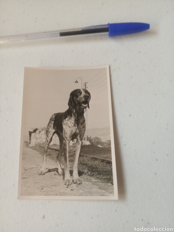 Fotograf&iacute;a perro