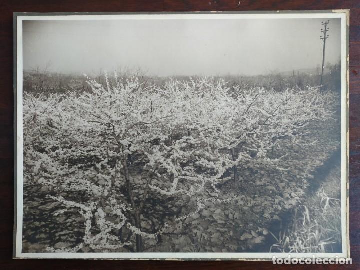 Fotografia antiga: Una fotograf&iacute;a de primavera en blanco&negro de mediados del siglo XX Cerezos en flor Baix LLobregat