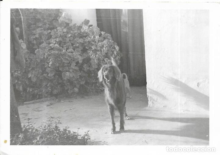 Alte Fotografie: :::: D59 - FOTOGRAFIA - PERRITO