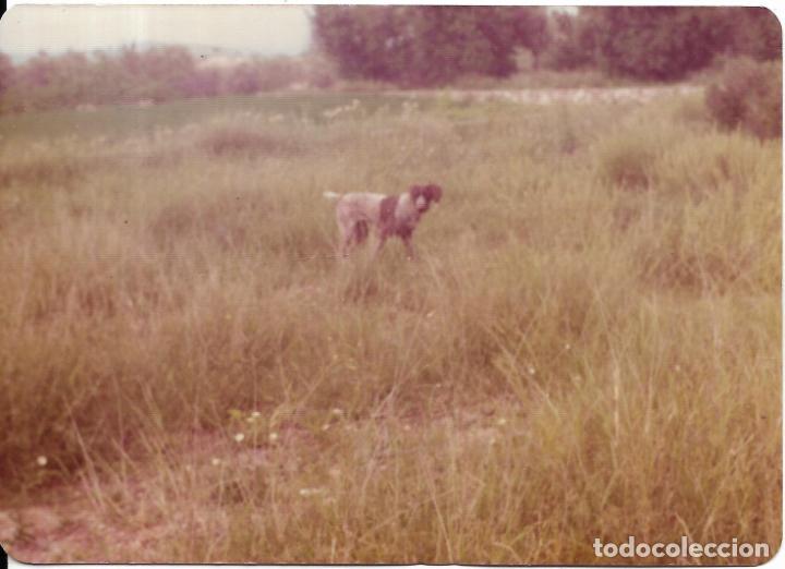 Fotograf&iacute;a antigua: :::: H499 - FOTOGRAFIA - PERRITO