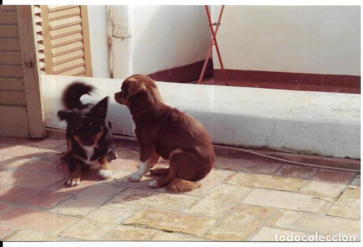 Fotograf&iacute;a antigua: :::: C397 - FOTOGRAFIA - PERRITOS