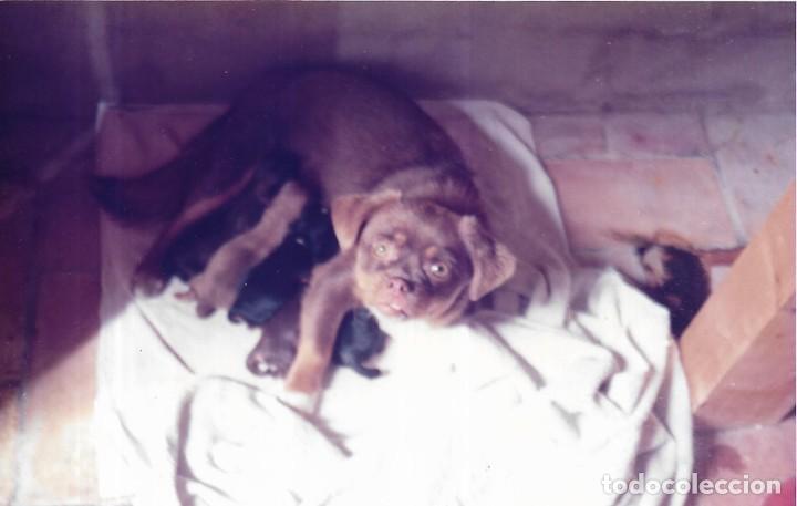 Fotograf&iacute;a antigua: :::: C392 - FOTOGRAFIA - PERRITOS