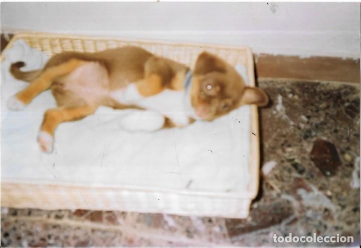 Fotograf&iacute;a antigua: :::: C390 - FOTOGRAFIA - PERRITO
