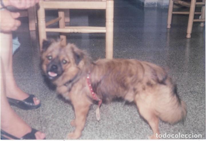 Fotograf&iacute;a antigua: :::: C389 - FOTOGRAFIA - PERRITO