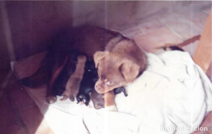 Photographie ancienne: :::: C352 - FOTOGRAFIA - PERRITA CON SU CAMADA