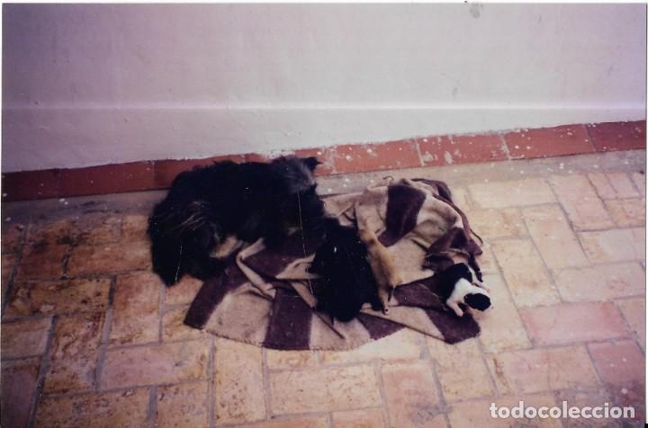 Fotograf&iacute;a antigua: :::: C322 - FOTOGRAFIA - PERRITA CON SU CAMADA