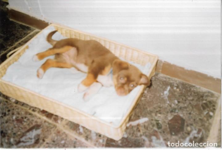 Fotograf&iacute;a antigua: :::: C320 - FOTOGRAFIA - PERRITA