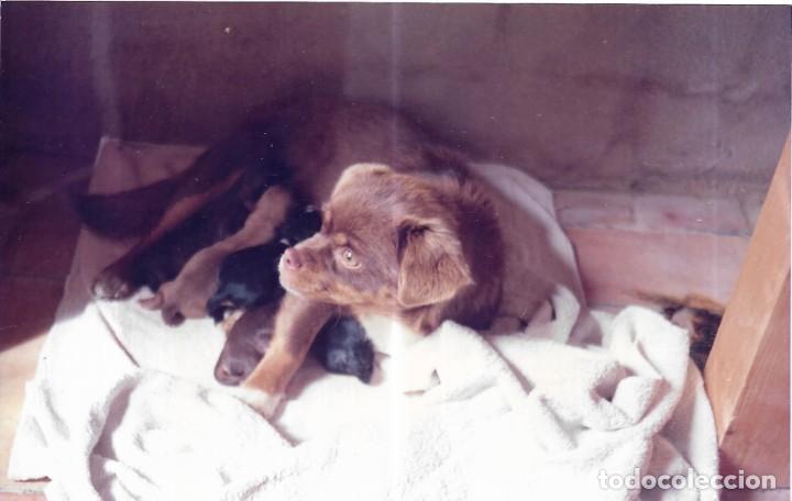 Fotograf&iacute;a antigua: :::: C295 - FOTOGRAFIA - PERRITA CON SU CAMADA