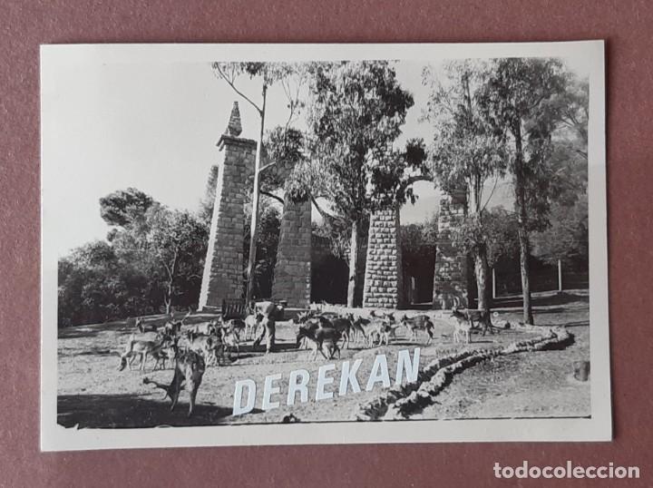 Alte Fotografie: ANTIGUA FOTOGRAF&Iacute;A ZOOL&Oacute;GICO. LISBOA. PORTUGAL. 1955. PAPEL NEGTOR. A&Ntilde;OS 50.