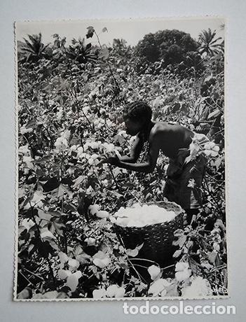 Fotograf&iacute;a antigua: Angola, &Aacute;frica colonial portuguesa. Recolecta de algod&oacute;n. Copia vintage 18 x 24 cm