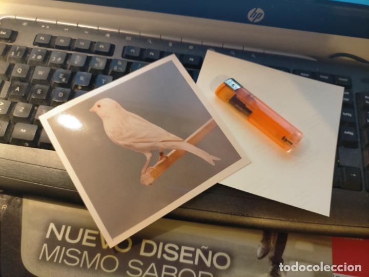 Fotograf&iacute;a antigua: antigua fotografia original a&ntilde;o 70s pajaros canarios COLOR concurso ornitologico pose 13.4x12,4 cm