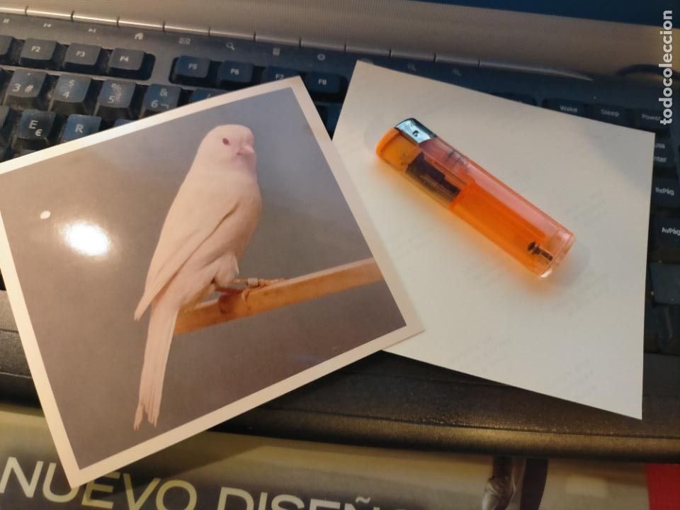 Fotograf&iacute;a antigua: antigua fotografia original a&ntilde;o 70s pajaros canarios COLOR concurso ornitologico pose 13.4x12,4 cm